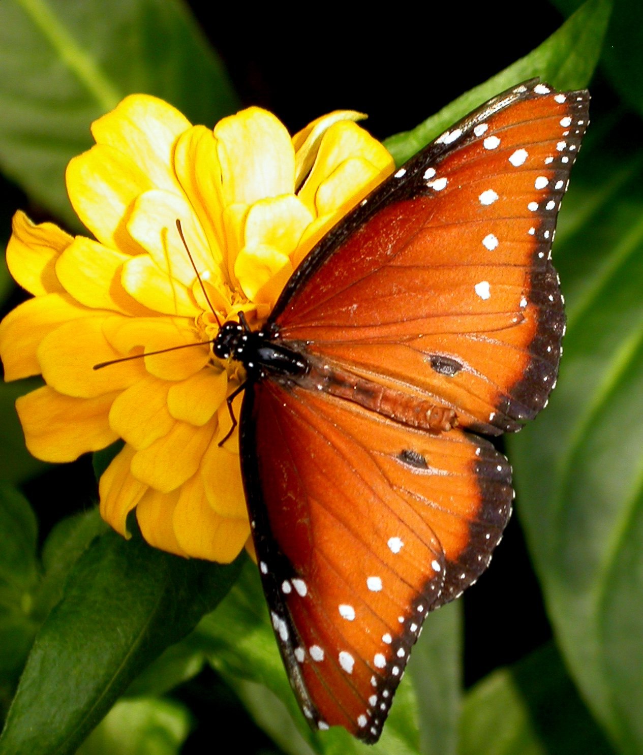 Butterfly flower